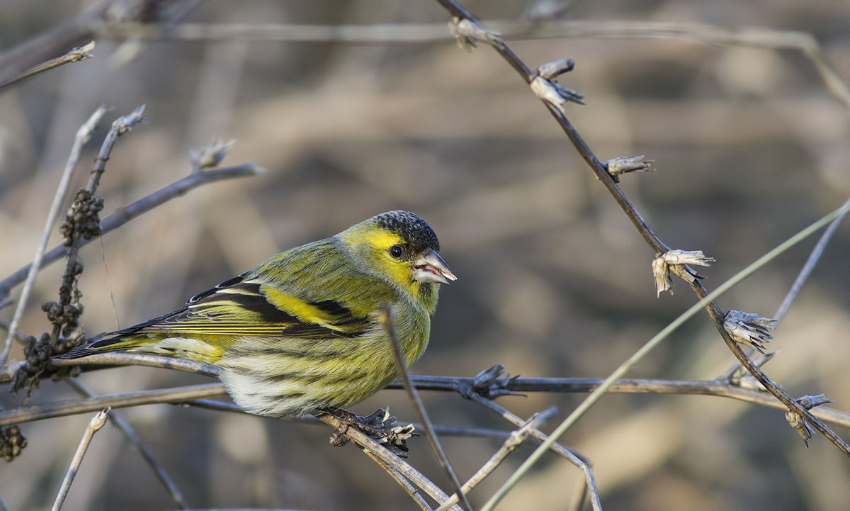 Eurasian Siskin